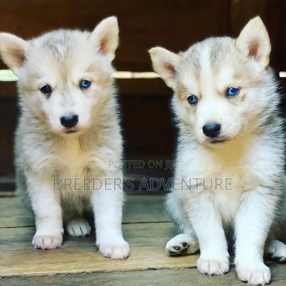 1-3 Months Male Purebred Siberian Husky