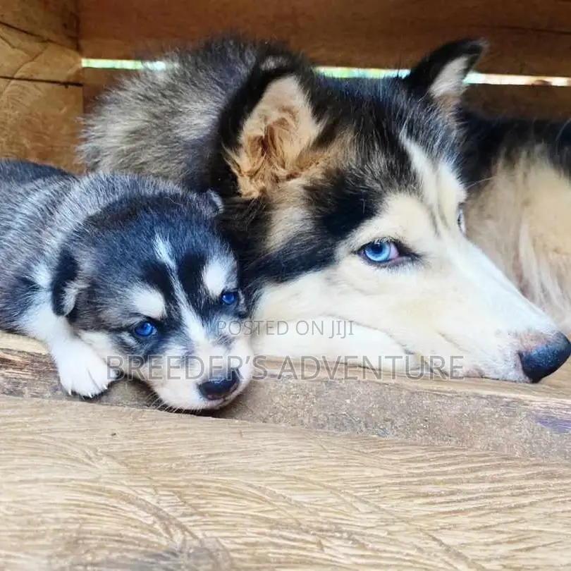 1-3 Months Male Purebred Siberian Husky