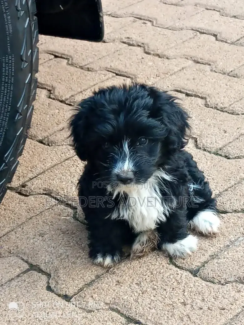 1-3 Months Female Purebred Maltese