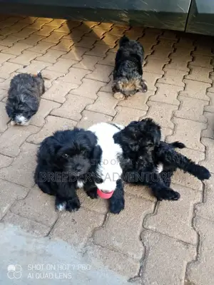 1-3 Months Female Purebred Maltese