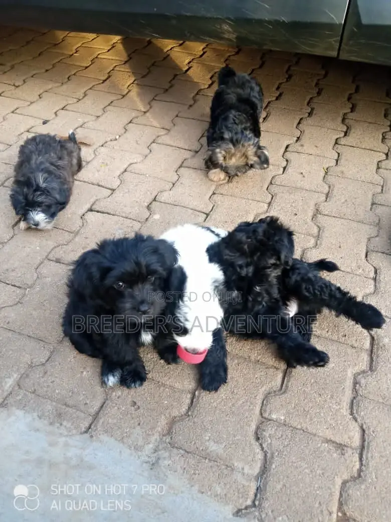 1-3 Months Female Purebred Maltese
