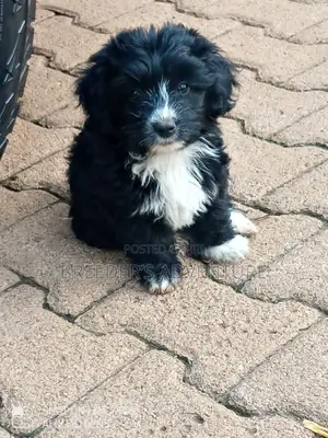 1-3 Months Female Purebred Maltese