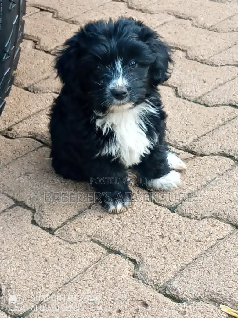 1-3 Months Female Purebred Maltese