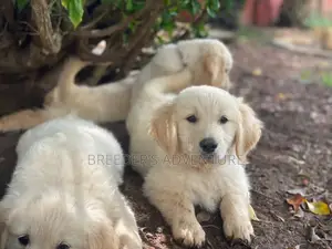 1-3 Months Male Purebred Golden Retriever