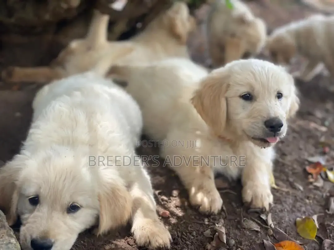 1-3 Months Male Purebred Golden Retriever