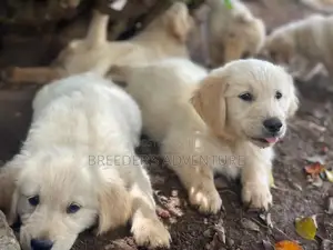 1-3 Months Male Purebred Golden Retriever
