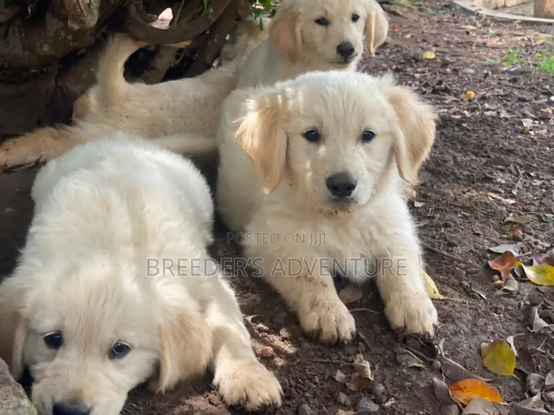 1-3 Months Male Purebred Golden Retriever