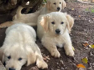 1-3 Months Male Purebred Golden Retriever