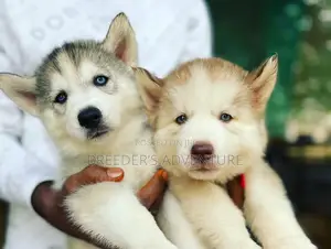 1-3 Months Male Purebred Siberian Husky