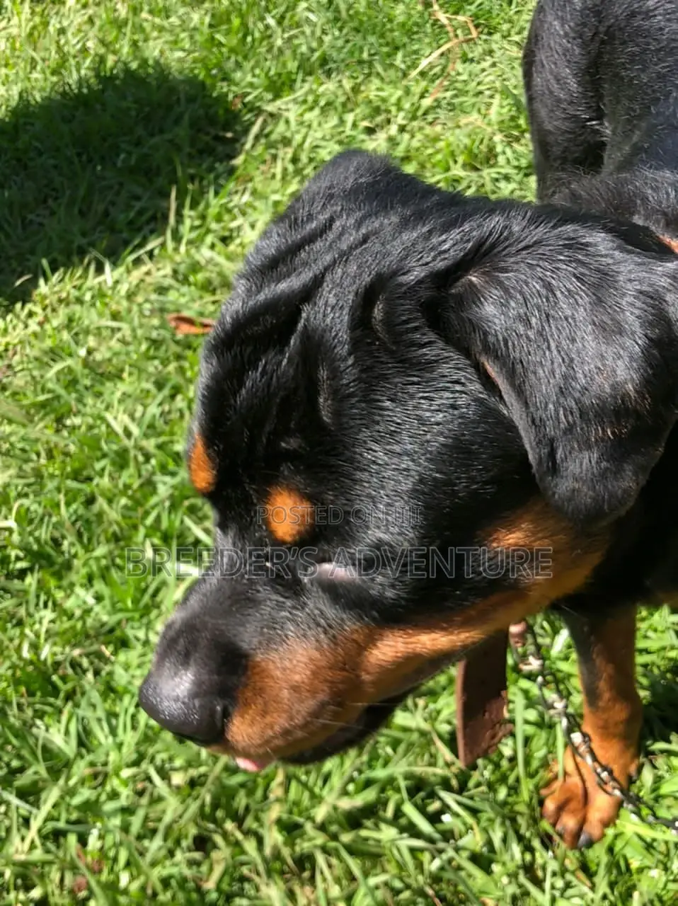 6-12 Months Male Purebred Rottweiler