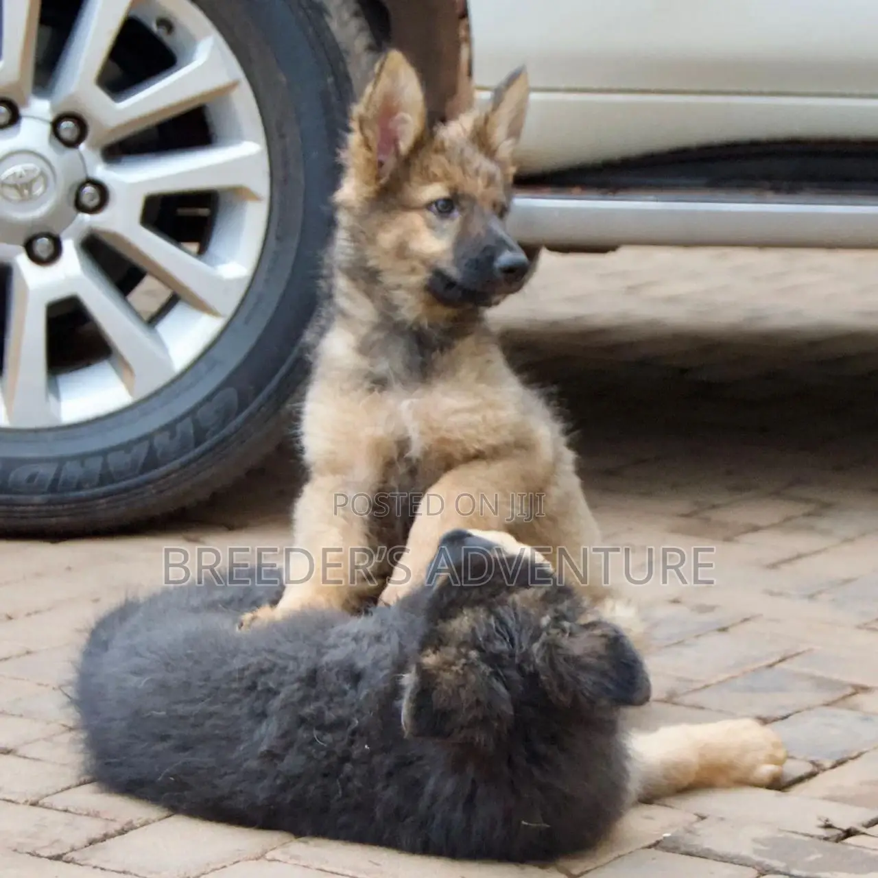 3-6 Months Male Purebred German Shepherd