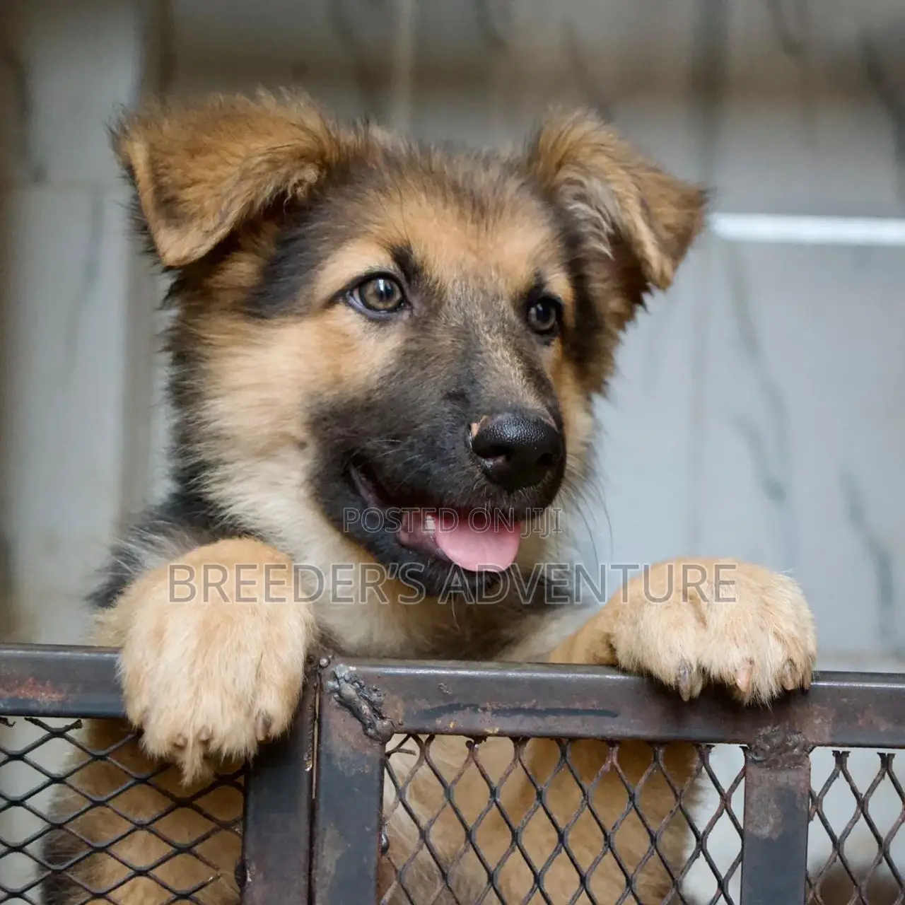 3-6 Months Male Purebred German Shepherd