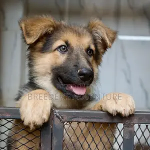 3-6 Months Male Purebred German Shepherd