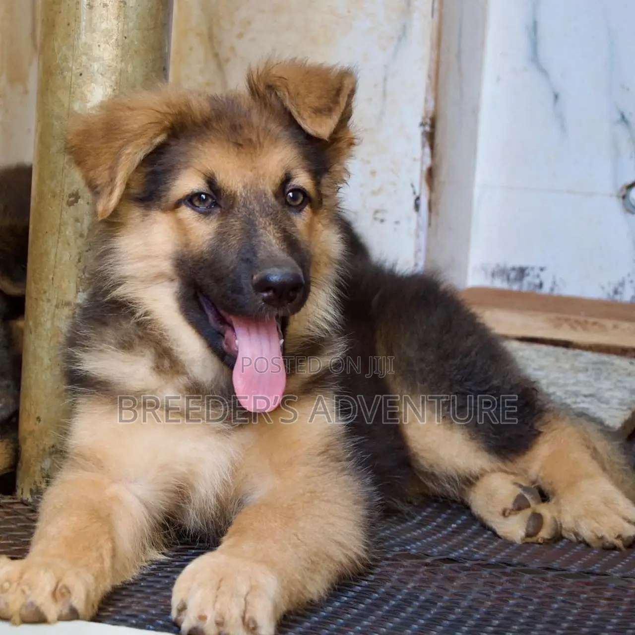 3-6 Months Male Purebred German Shepherd