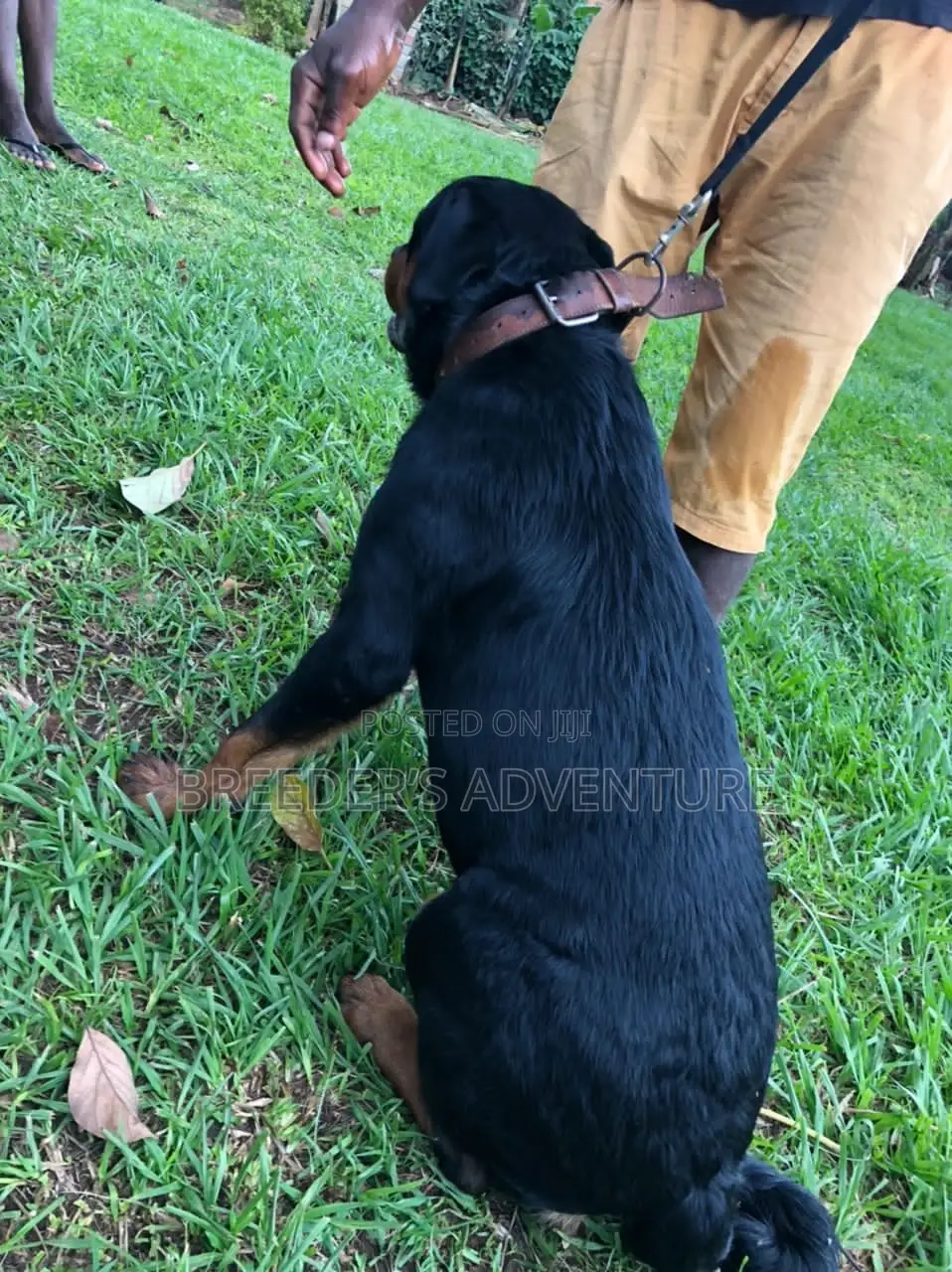 6-12 Months Male Purebred Rottweiler