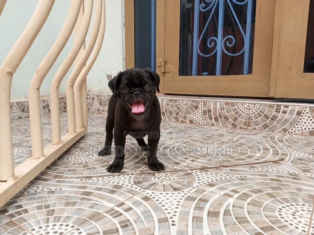 1-3 Months Male Purebred Pug