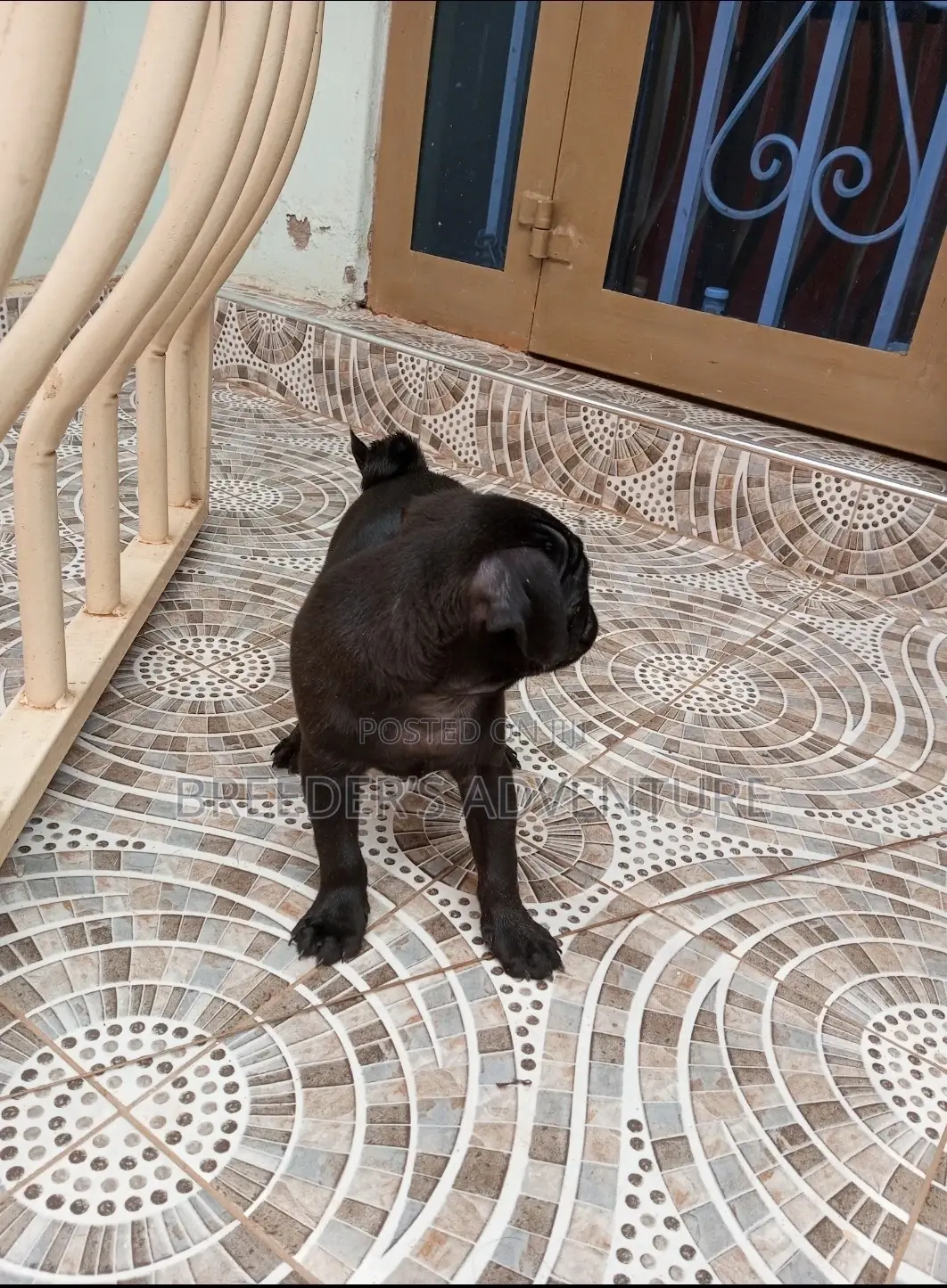 1-3 Months Male Purebred Pug