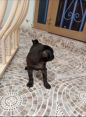 1-3 Months Male Purebred Pug