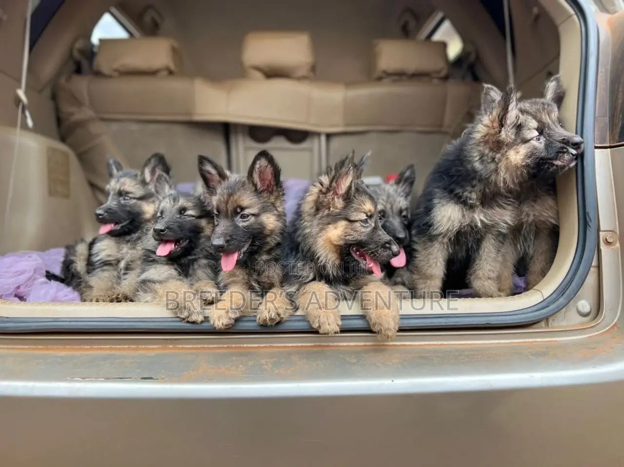 1-3 Months Male Purebred German Shepherd