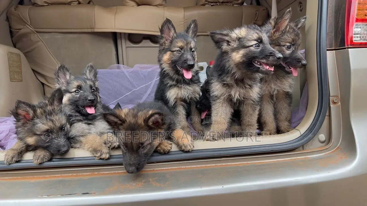 1-3 Months Male Purebred German Shepherd