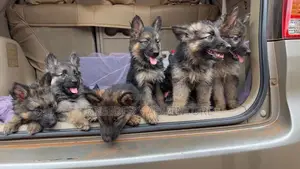 1-3 Months Male Purebred German Shepherd