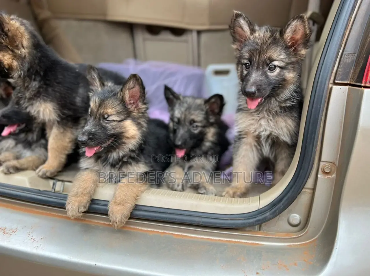 1-3 Months Male Purebred German Shepherd