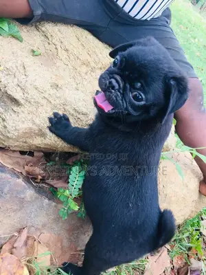 1-3 Months Male Purebred Pug