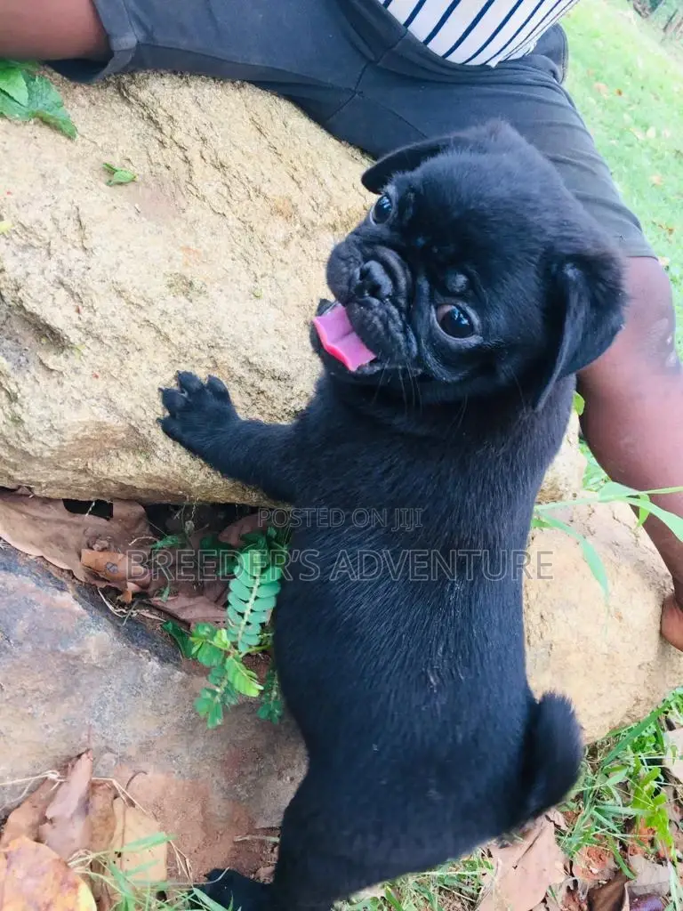 1-3 Months Male Purebred Pug
