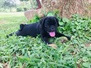 1-3 Months Male Purebred Pug