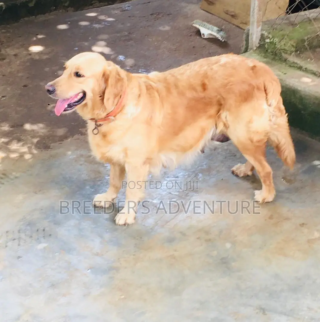 6-12 Months Female Purebred Golden Retriever