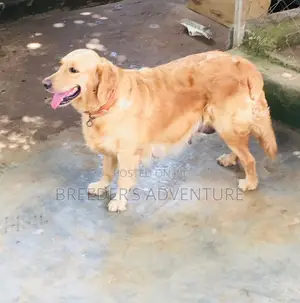 6-12 Months Female Purebred Golden Retriever