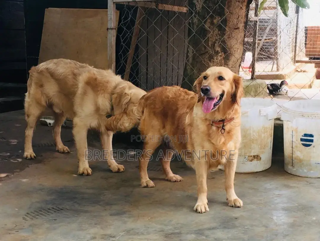6-12 Months Female Purebred Golden Retriever