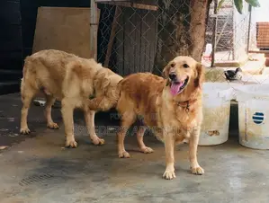 6-12 Months Female Purebred Golden Retriever