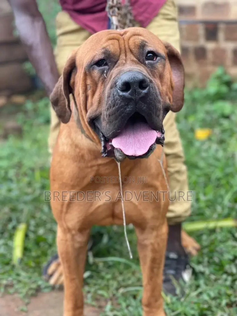 6-12 Months Male Purebred Boerboel