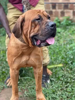 6-12 Months Male Purebred Boerboel
