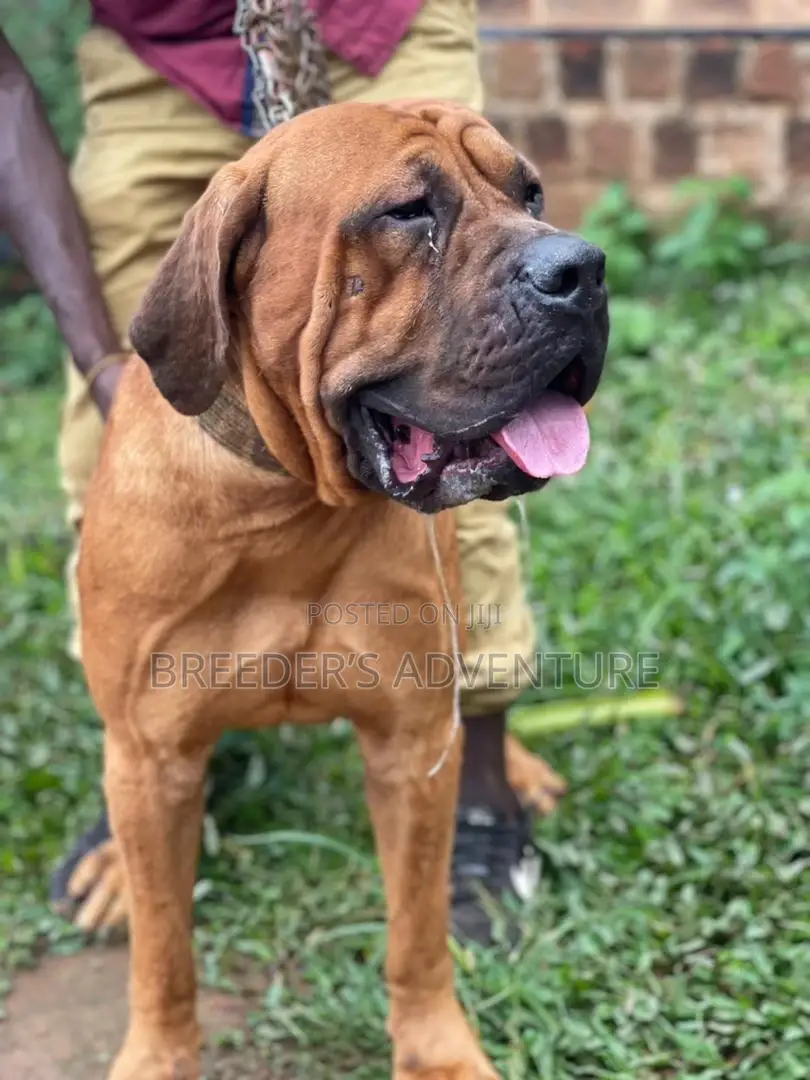 6-12 Months Male Purebred Boerboel