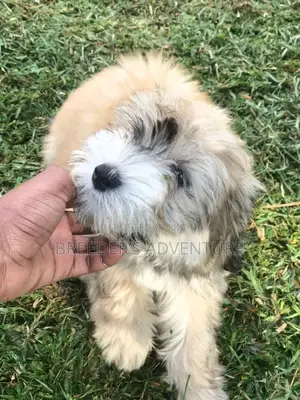 1-3 Months Male Purebred Maltese