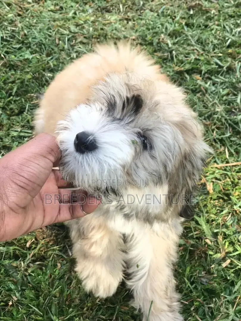1-3 Months Male Purebred Maltese
