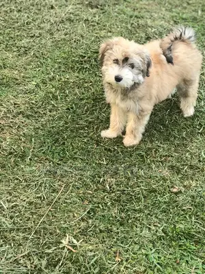 1-3 Months Male Purebred Maltese