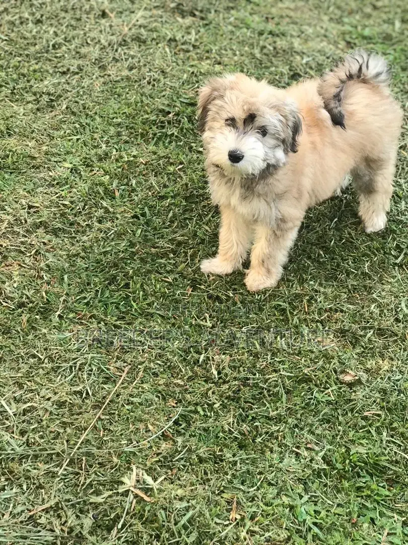 1-3 Months Male Purebred Maltese