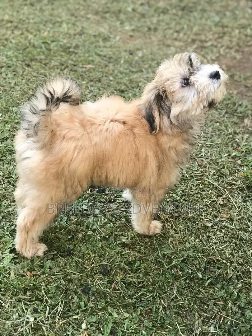 1-3 Months Male Purebred Maltese