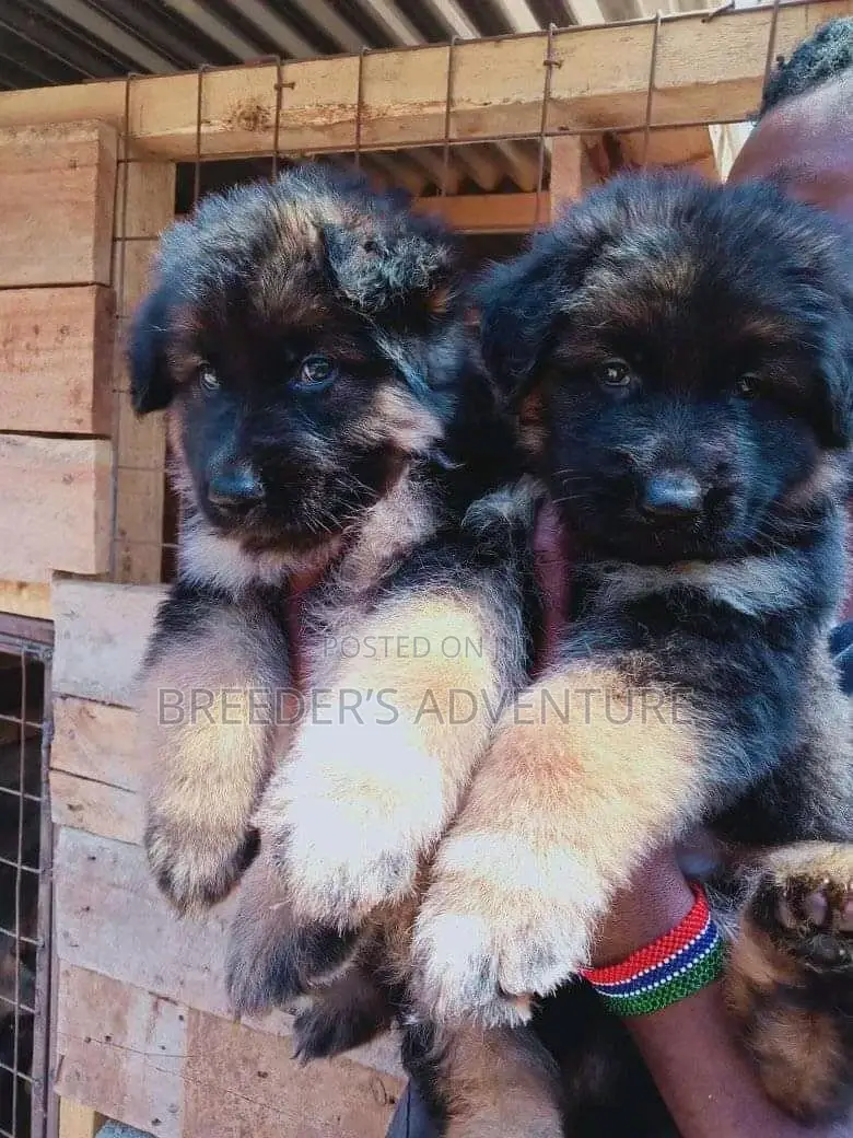 1-3 Months Male Purebred German Shepherd