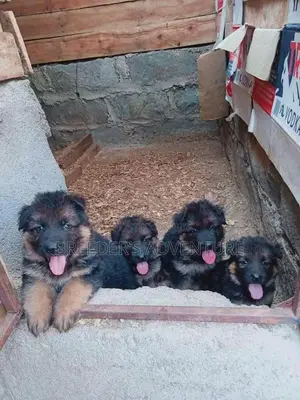1-3 Months Male Purebred German Shepherd
