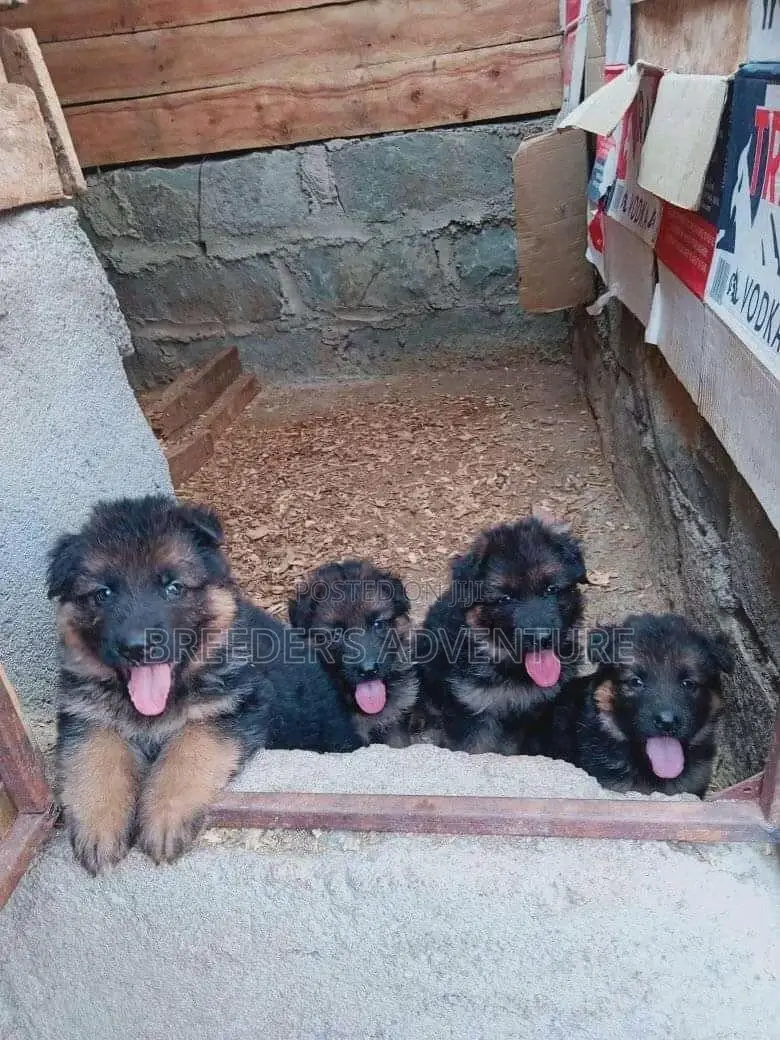 1-3 Months Male Purebred German Shepherd