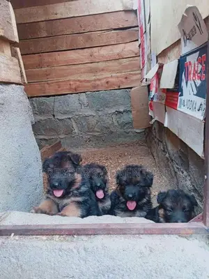 1-3 Months Male Purebred German Shepherd