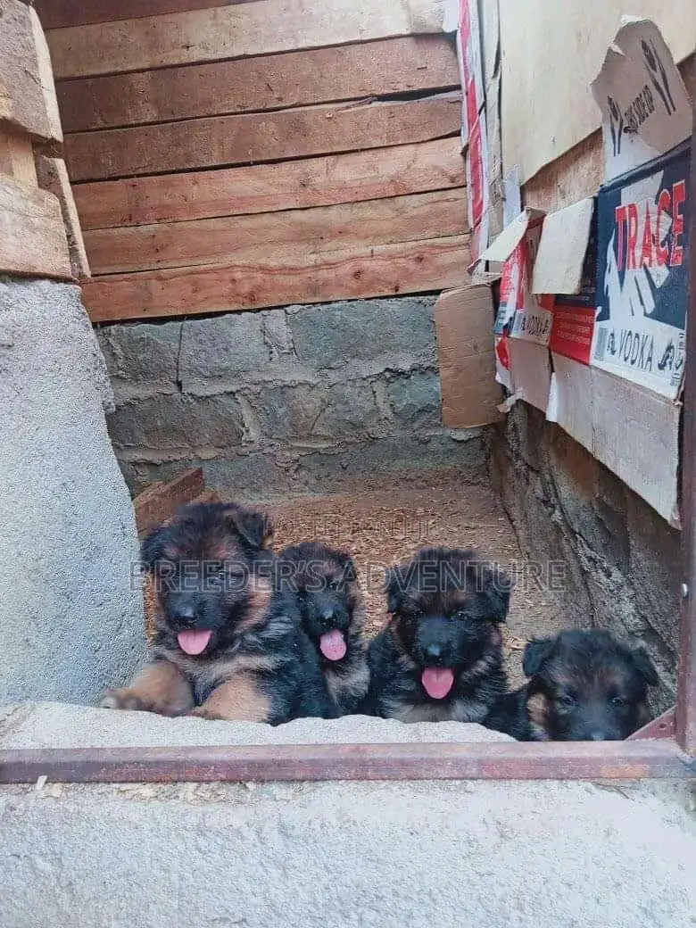 1-3 Months Male Purebred German Shepherd