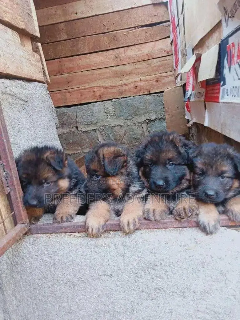 1-3 Months Male Purebred German Shepherd
