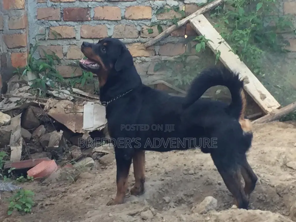 6-12 Months Male Purebred Rottweiler