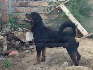 6-12 Months Male Purebred Rottweiler