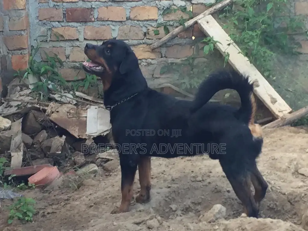 6-12 Months Male Purebred Rottweiler
